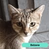 BALZANE
