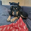 Ivana - beschützende Mama - sucht ihre Familie die sie liebt