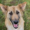 NALA  Liebevolle Hundemama sucht ihr eigenes Glück