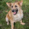 NALA  Liebevolle Hundemama sucht ihr eigenes Glück
