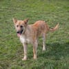 NALA  Liebevolle Hundemama sucht ihr eigenes Glück