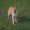 NALA  Liebevolle Hundemama sucht ihr eigenes Glück