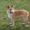 NALA  Liebevolle Hundemama sucht ihr eigenes Glück