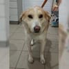 Lenny - zutraulich und lieb