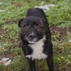 SMOKIE  Treuer Kämpfer sucht sein Happy End