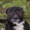 SMOKIE  Treuer Kämpfer sucht sein Happy End