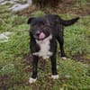 SMOKIE  Treuer Kämpfer sucht sein Happy End
