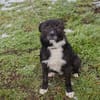 SMOKIE  Treuer Kämpfer sucht sein Happy End
