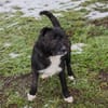 SMOKIE  Treuer Kämpfer sucht sein Happy End