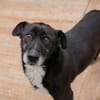 FIDO  Verschmuster Rüde sucht Menschen nur für sich