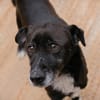 FIDO  Verschmuster Rüde sucht Menschen nur für sich