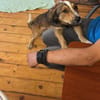 MISHA ist ein kleiner, feiner Hundebub!