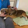 MISHA ist ein kleiner, feiner Hundebub!