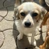Jody💕freundliche, aufgeschlossene Hündin