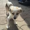 Jody💕freundliche, aufgeschlossene Hündin