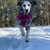 Nätti sucht eine Pflegestelle/Zuhause