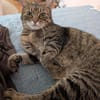 Schüchterne ältere Katze Sissi