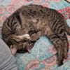 Schüchterne ältere Katze Sissi