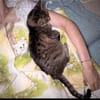 Schüchterne ältere Katze Sissi
