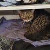 Schüchterne ältere Katze Sissi