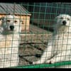 Coco und Cora - zwei Herzen, eine Seele