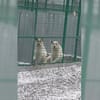 Coco und Cora - zwei Herzen, eine Seele