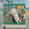 Coco und Cora - zwei Herzen, eine Seele