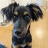 🐾 Peppi sucht seine für-immer-Familie 🐾