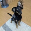 🐾 Peppi sucht seine für-immer-Familie 🐾