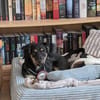 🐾 Peppi sucht seine für-immer-Familie 🐾