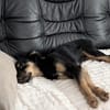 🐾 Peppi sucht seine für-immer-Familie 🐾