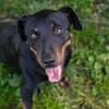 ROCCO  Cleverer Wirbelwind sucht aktive Menschen