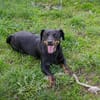 ROCCO  Cleverer Wirbelwind sucht aktive Menschen