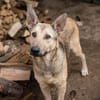 GRINDER  Vom Straßenhund zum treuen Begleiter