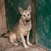 GRINDER  Vom Straßenhund zum treuen Begleiter
