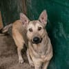 GRINDER  Vom Straßenhund zum treuen Begleiter