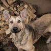 GRINDER  Vom Straßenhund zum treuen Begleiter