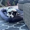 Cersei sucht Familienanschluss