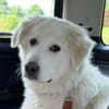 Klara sucht eine neue Familie