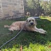 Bandyto - wartet in 96482 Ahorn