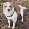 Suki ist ein Hund zum Verlieben