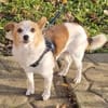 Suki ist ein Hund zum Verlieben