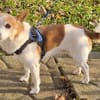 Suki ist ein Hund zum Verlieben