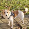 Suki ist ein Hund zum Verlieben