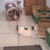 Lily & Milo suchen gemeinsam ein Zuhause