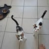Lily & Milo suchen gemeinsam ein Zuhause