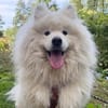 Samojedenrüde Haku