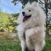 Samojedenrüde Haku