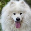 Samojedenrüde Haku