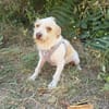 Parson Russel Mix Geri